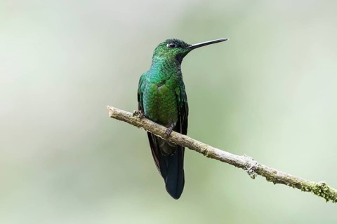 Green-crowned Brilliant (Heliodoxa jacula) sits on a branch
