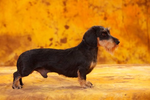 Little Grey-haired Dachshund