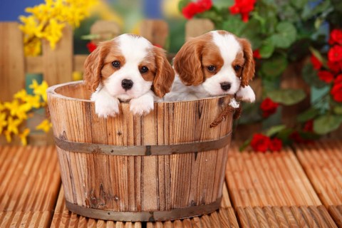 Cavalier King Charles Spaniel