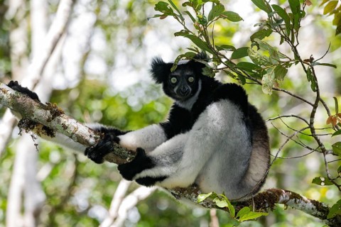 Indri (Indri indri)