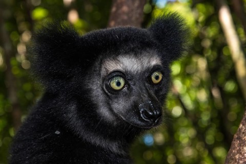 Indri (Indri indri)