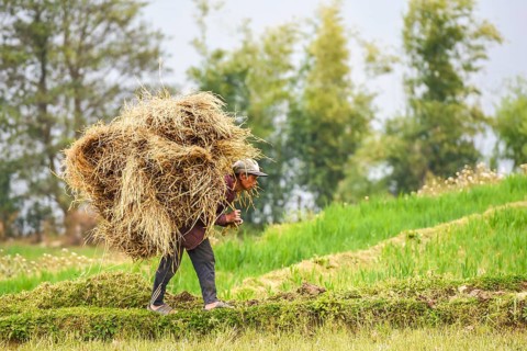 Farmer with bale of straw on his back