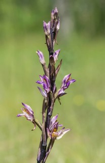 Violet Limodore (Limodorum abortivum)