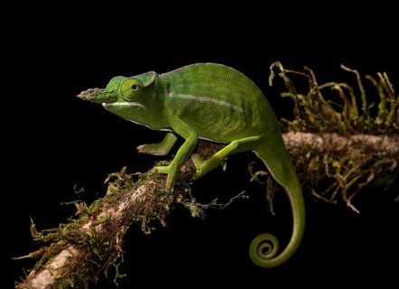 Petter's chameleon (Furcifer petteri) on branch