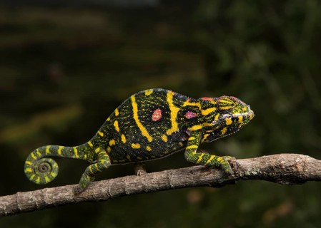 Lesser chameleon (Furcifer minor)