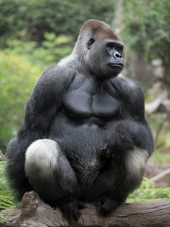 Silverback