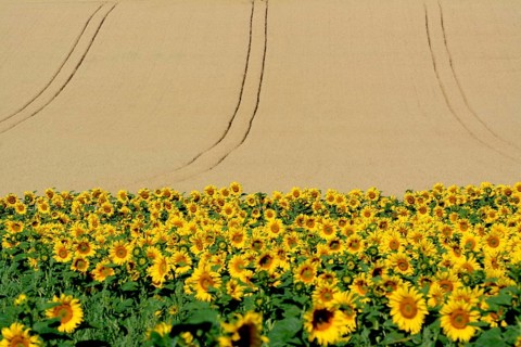 Sunflowers (Helianthus annuus) in front of corn field