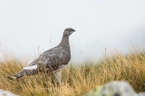 Rock Ptarmigan (Lagopus muta) in gras