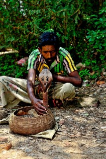 Snake charmer with Indian cobra (Naja naja) in front of the rock temple of Dambulla
