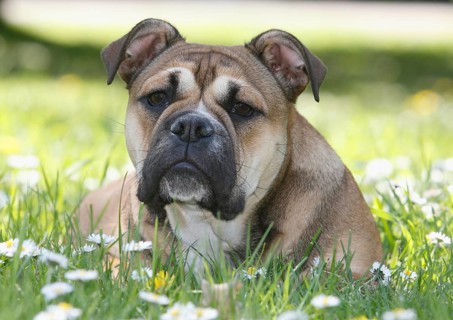 Continental Bulldog