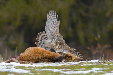Goshawk (Pica pica)