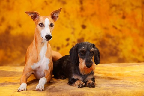 Little Grey-haired Dachshund and Whippet sitting next to each other