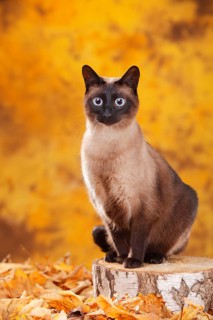 Siamese cat old type