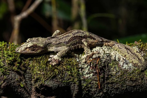 Mossy leaf-tailed gecko (Uroplatus sikorae)