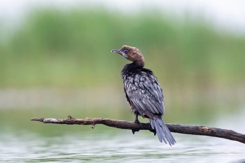 Pygmy Cormorant (Phalacrocorax pygmeus) from behind
