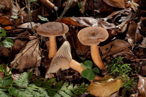 Mushroom (Lactarius rufus)