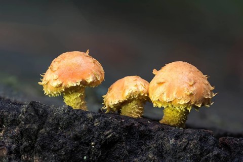 Flaming Pholiota (Pholiota flammans) on deadwood