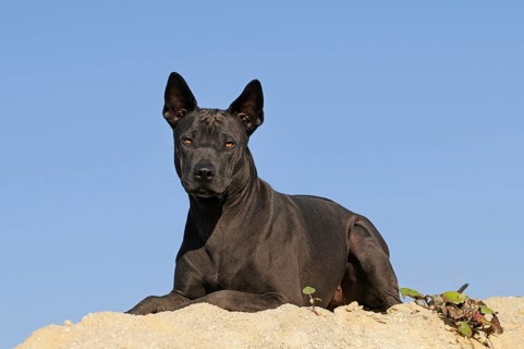 Thai Ridgeback