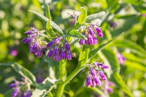 Flowering Comfrey (Symphytum)
