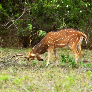 Chital (Axis axis)