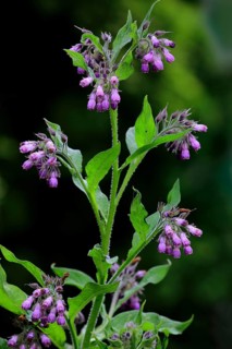 Common comfrey (Symphytum officinale)