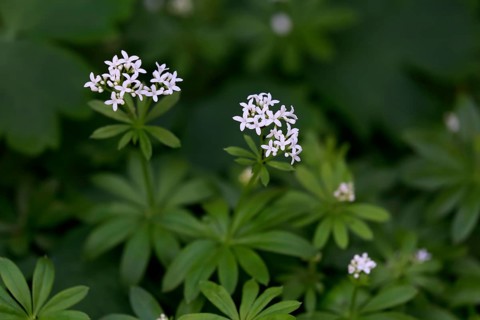 Woodruff (Asperula odorata)