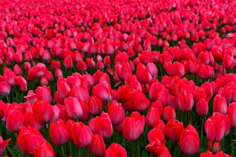 Field with red Tulips (Tulipa) of the variety Lady van Eijk