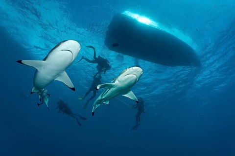 Blacktip reef sharks (Carcharhinus melanopterus) with divers