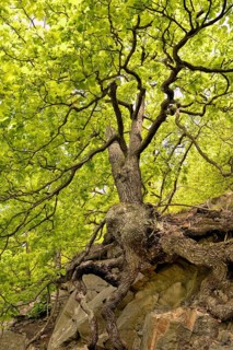 Sessile oaks (Quercus petraea) with gnarled tree trunk on a steep slope