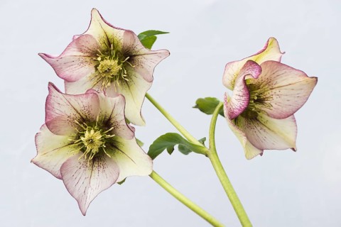 Rosy lenten roses (Helleborus orientalis)