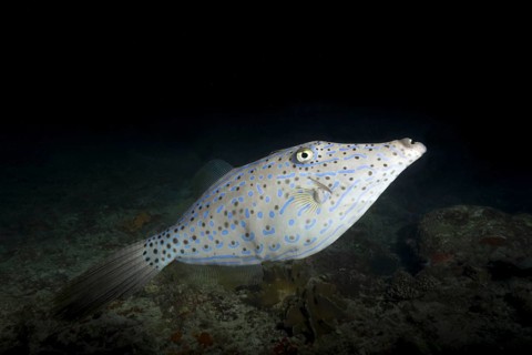 Scrawled Filefish (Aluterus scriptus) in the night