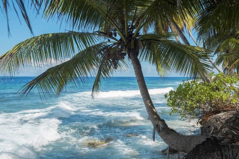 Surf at tropical beach with coconut palm tree