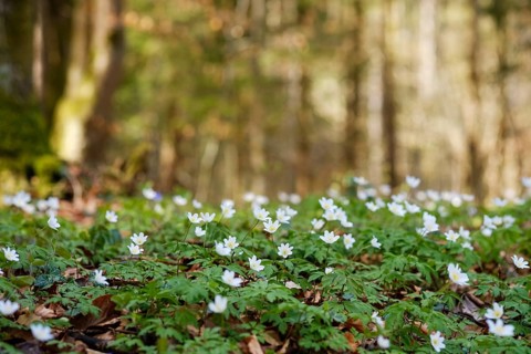Wood anemones (Anemone nemorosa)