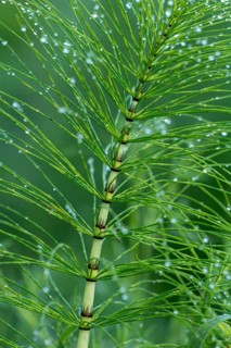 Great horsetail (Equisetum telmateia)