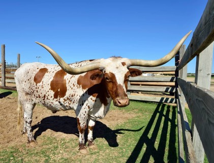Longhorn domestic cattle in gate