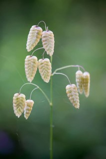 Briza maxima (Briza maxima)
