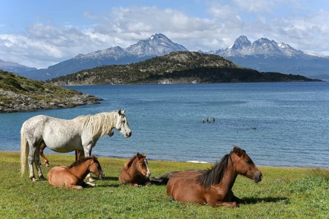 Horses at Beagle Canal in Tierra del Fuego National Park