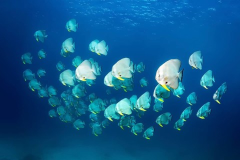 Swarm Longfin Batfishes (Platax teira)