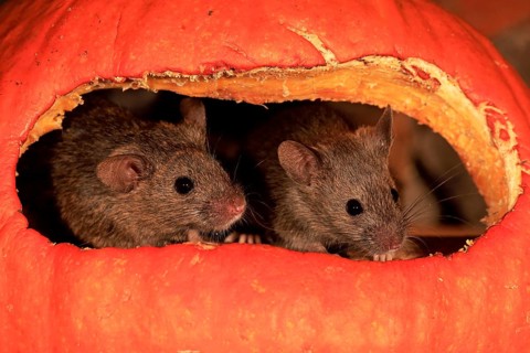 Two House mice (Mus musculus)