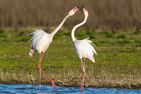 Greater Flamingo (Phoenicopterus roseus)