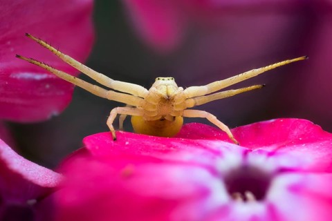 Goldenrod crab spider (Misumena vatia) on purple flower