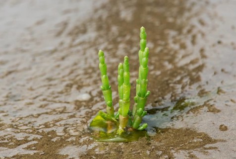 Glasswort (Salicornia spec.)