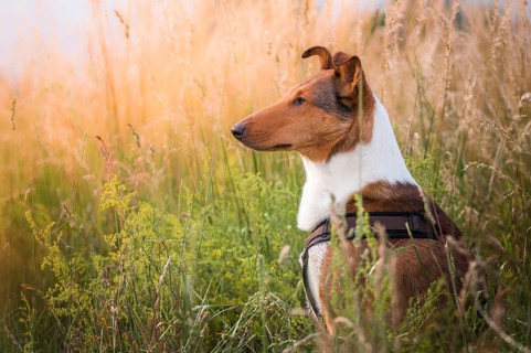 Shorthair collie