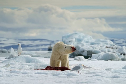 Polar bear (Ursus maritimus) feeding the carcass of a captured seal in the snow