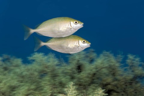 Pair dusky spinefoot (Siganus luridus)
