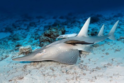 Common guitarfish (Rhynchobatus djiddensis)