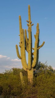 Giant Saguaro (Carnegiea gigantea)