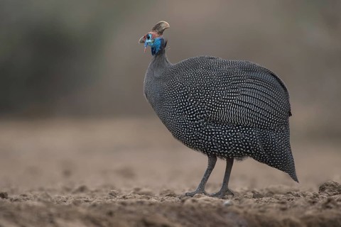 Helmeted guineafowl (Numida meleagris)