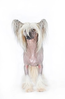 Dog breed Chinese Crested Hairless