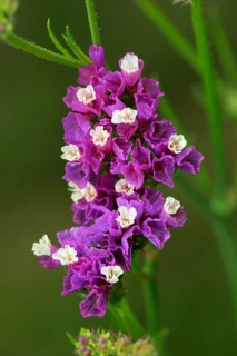 Sea Lavender (Limonium)